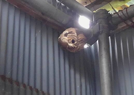 コガタスズメバチ注意点物置小屋